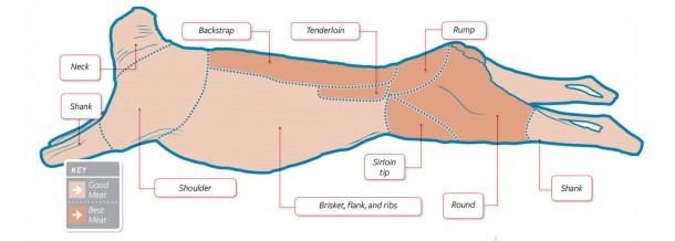 Cuts Of Deer Meat Diagram Venison Cuts Chart