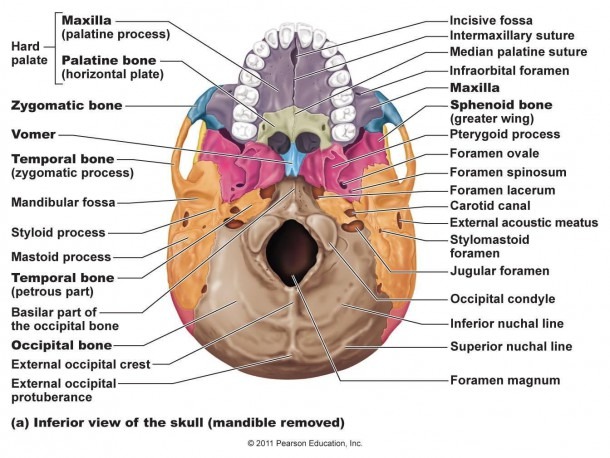 Skeletal Bones From Head To Toe