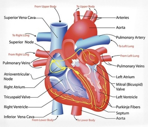 Diagram Of The Circulatory System For 5th Grade