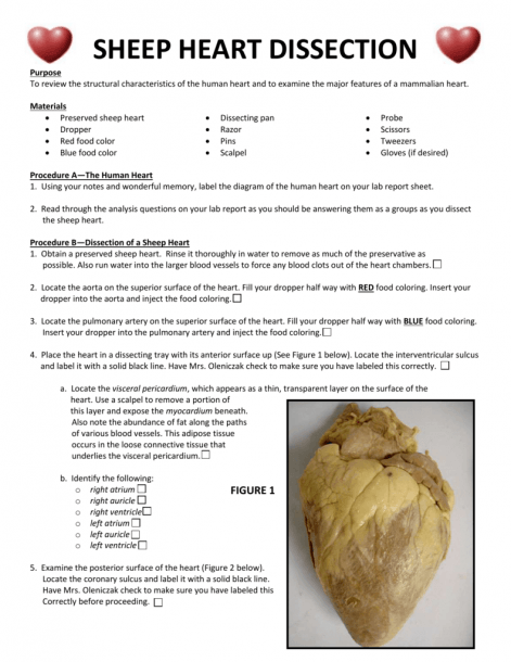 Sheep Heart Diagram