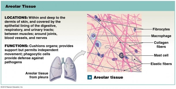 Diagram Of Areolar Tissue 0700