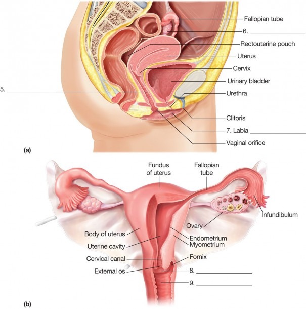 women-s-genitalia-diagram