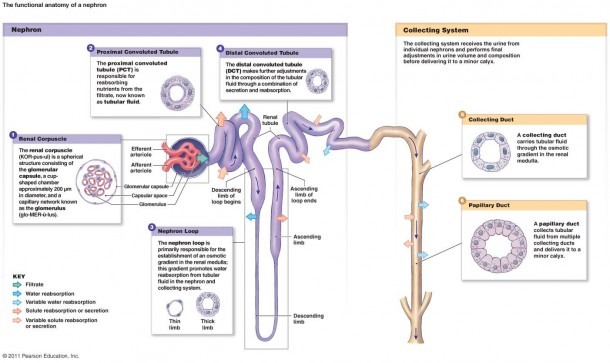 Diagram Of The Nephron And Its Functions