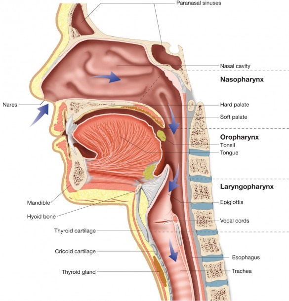 Upper Respiratory Tract Diagram