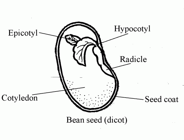 Lima Bean Seed Diagram