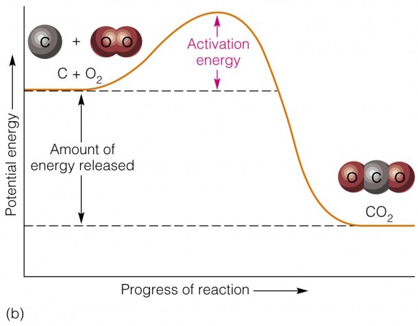 Potential Energy Diagram Labeled