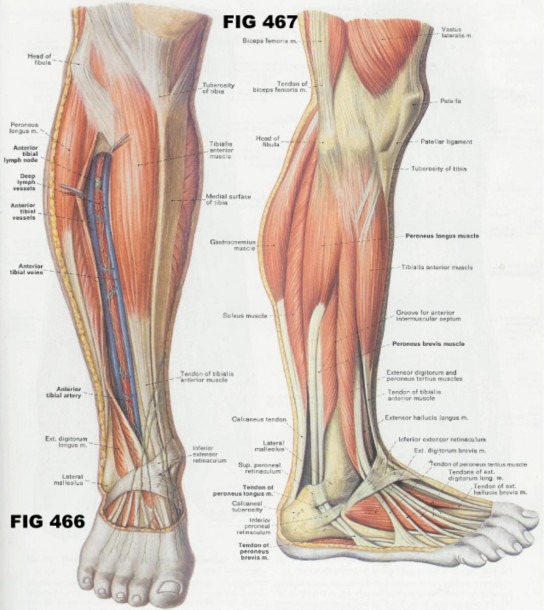 Posterior Leg Muscles Diagram