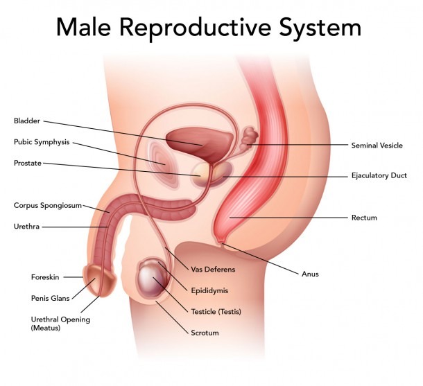 Simple Male Reproductive System Diagram 1845