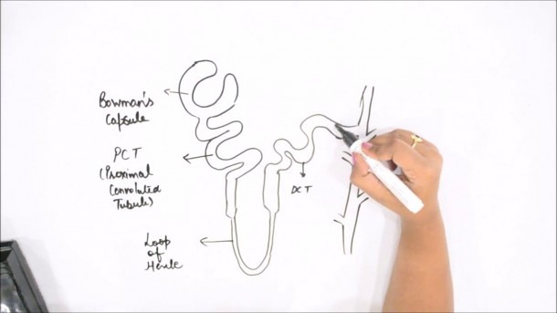 How To Draw Nephron Of Kidney