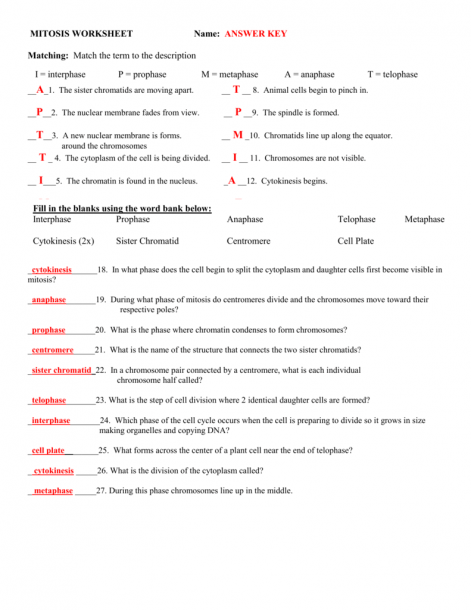 Mitosis Worksheet And Diagram Identification Answer Key