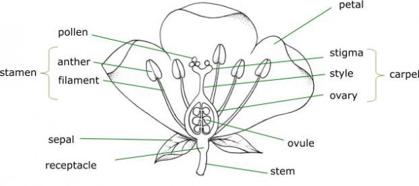 the-diagram-of-a-flower