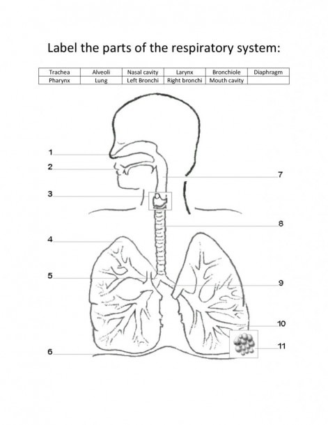 Labeled Diagram Of The Respiratory System For Kids Respiratory | Best ...