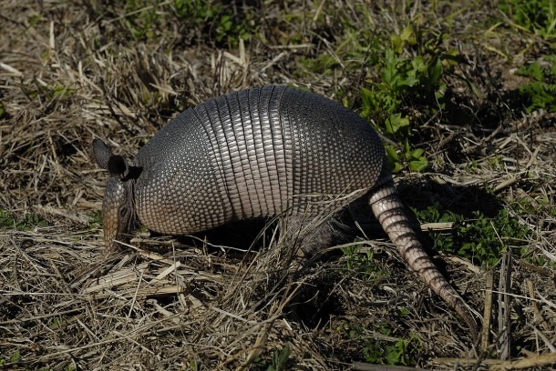 Armadillo Burrow Diagram