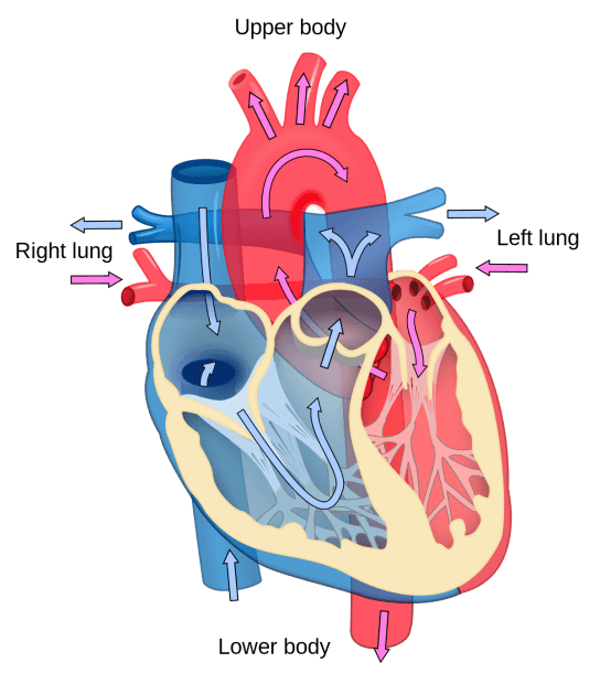 Cardiology