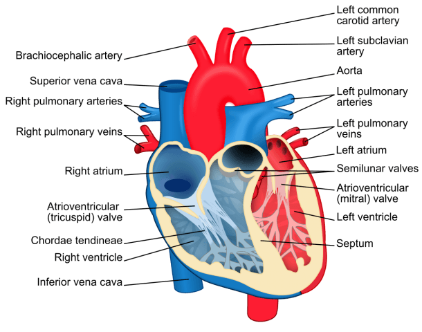 Diagram Of The Heart Chambers