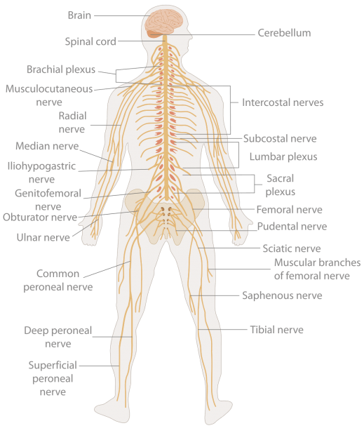 Nervous System