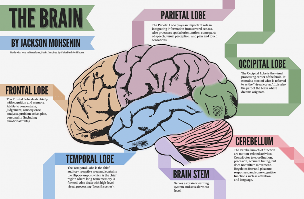 Brain Diagram Psychology