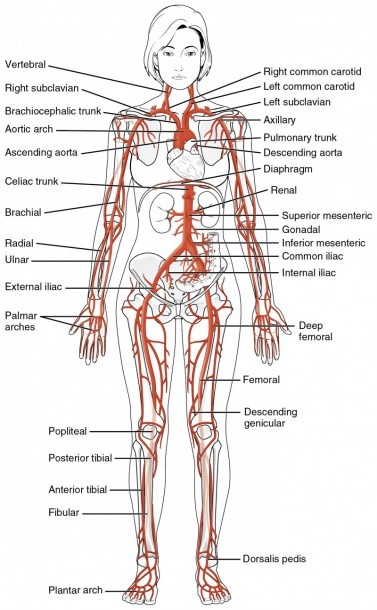 Circulatory Pathways