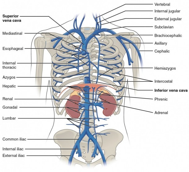 Veins In The Neck Diagram