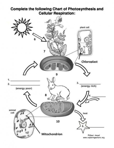 photosynthesis-and-cellular-respiration-cycle-best-diagram-collection