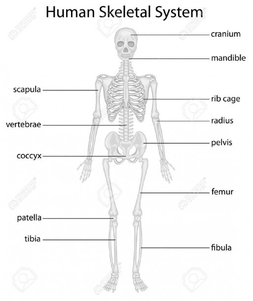 Diagram Of The Skeletal System With Labels