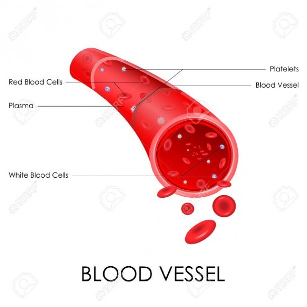 Blood Vessel Diagram