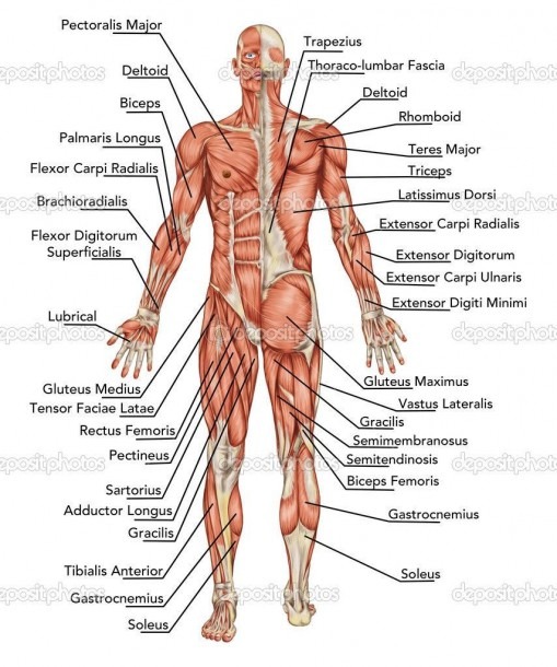 Human Internal Diagram