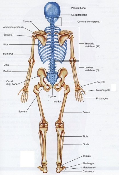 diagram of the human back bones