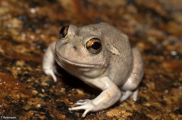 Spencer’s Burrowing Frog Diagram