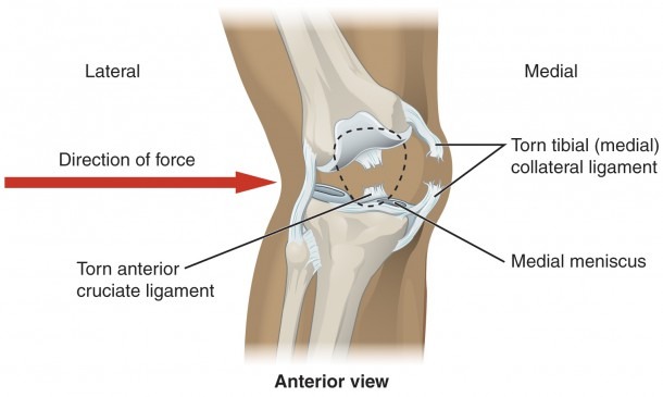 9 6 Anatomy Of Selected Synovial Joints â Anatomy And Physiology