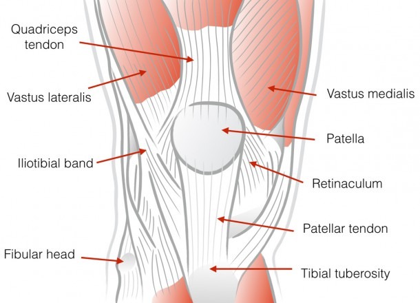 Anatomy Of The Left Knee Diagram