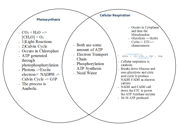 Cellular Respiration And Photosynthesis Venn Diagram