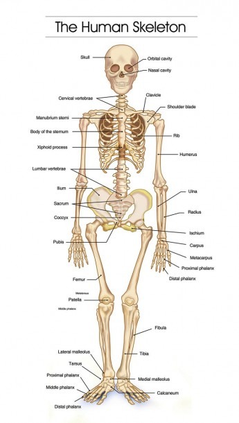 diagram of all the human bones