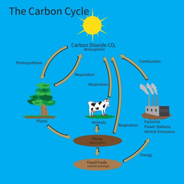 Diagram Of The Carbon Cycle