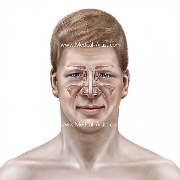 Ear Nose And Throat Connection Diagram