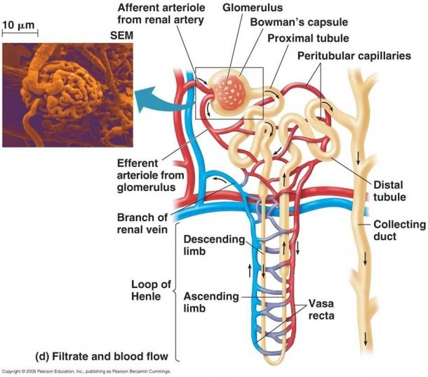 Nephron Diagram Labeled