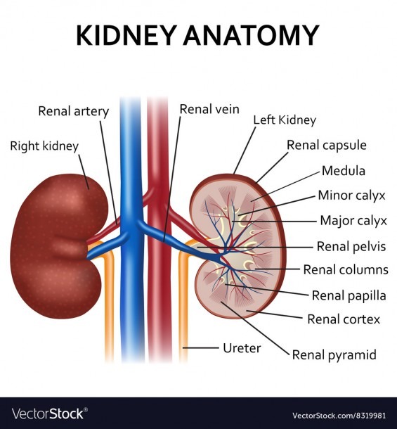 Diagram Of Human Kidney Anatomy Royalty Free Vector Image