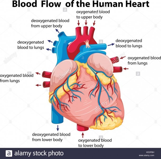 Blood Flow Diagram Of Heart