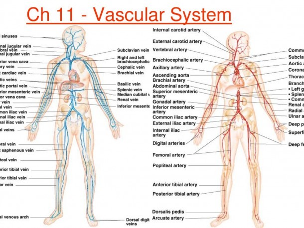 Anatomy Blood Vessels Heart Blood Vessels Diagram Anatomy On Blood