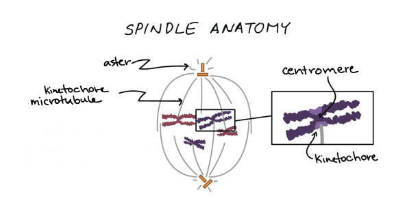 Diagram Of Prophase 1