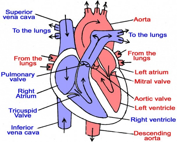 Diagram Of The Heart Chambers