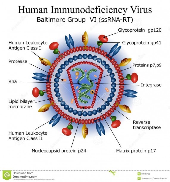 Hiv Labelled Diagram