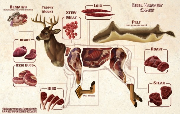 whitetail-deer-butchering-meat-cuts-diagram