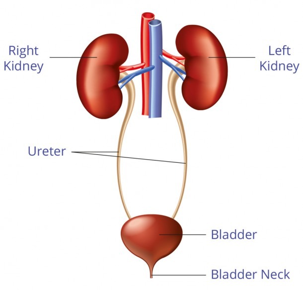 Where Are Kidneys Located Diagram