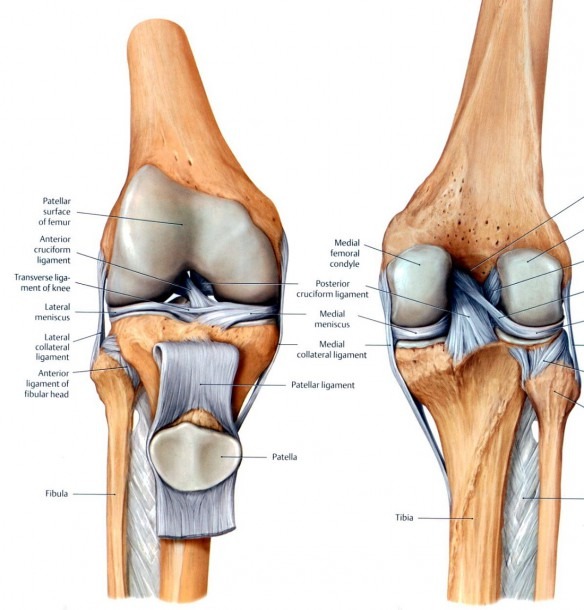 Knee Ligament Diagrams