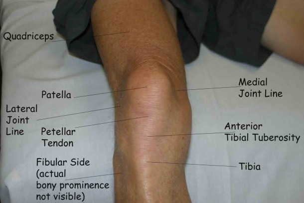 anatomy-of-the-left-knee-diagram