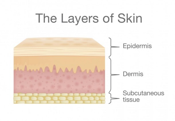 Diagram Of Skin For Kids