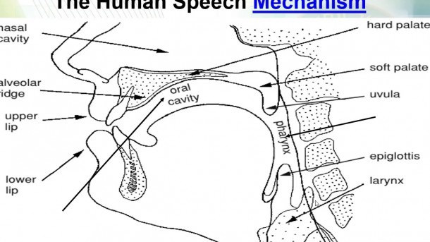 Diagram Of Speech Organs