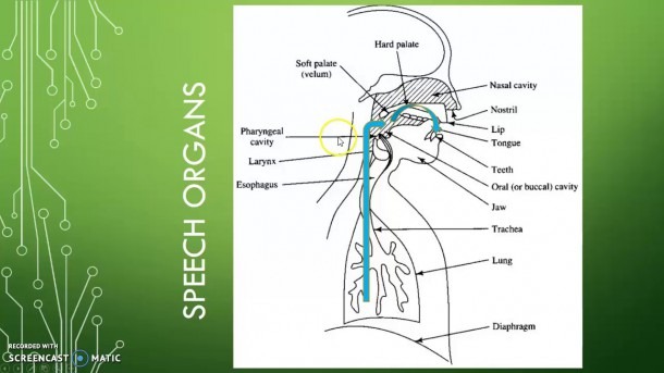 another word for speech organ