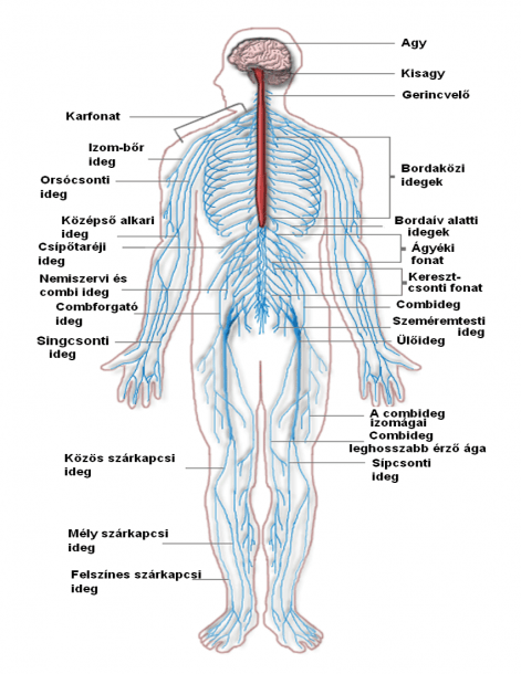 Diagram Of Nervous System